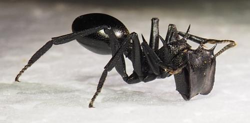 Cephalotes atratus